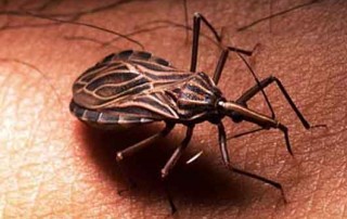 Chagas ziekte of Amerikaanse Trypanosomiasis